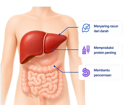 Ilustrasi organ hati dan fungsinya